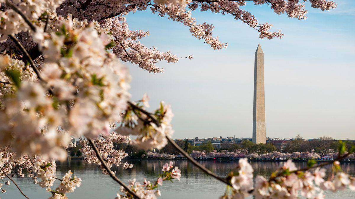 Cherry blossoms in peak bloom in Washington, DC