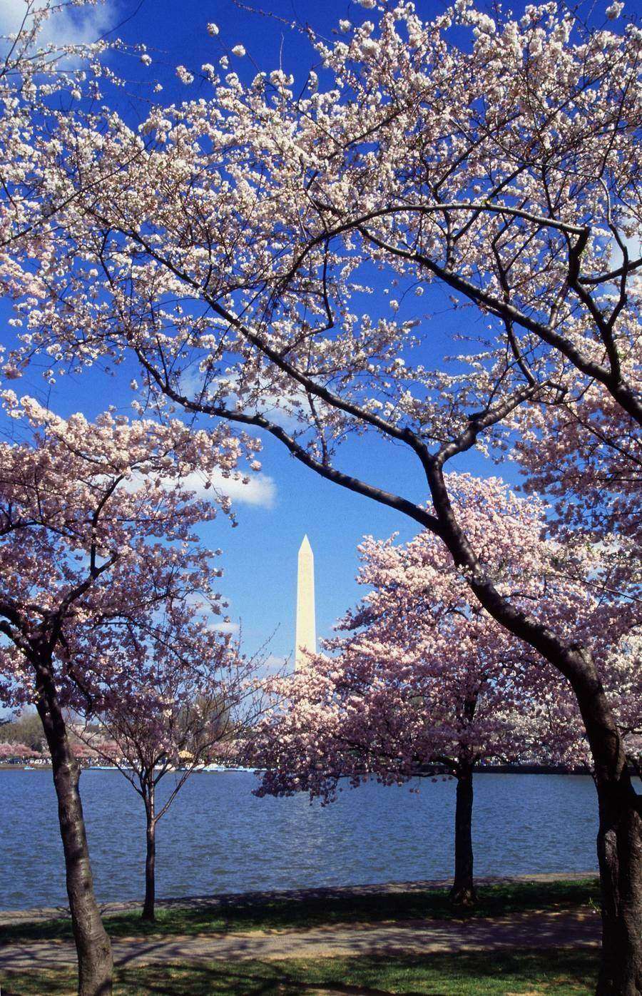 Cherry blossoms at the Tidal Basin, Washington DC