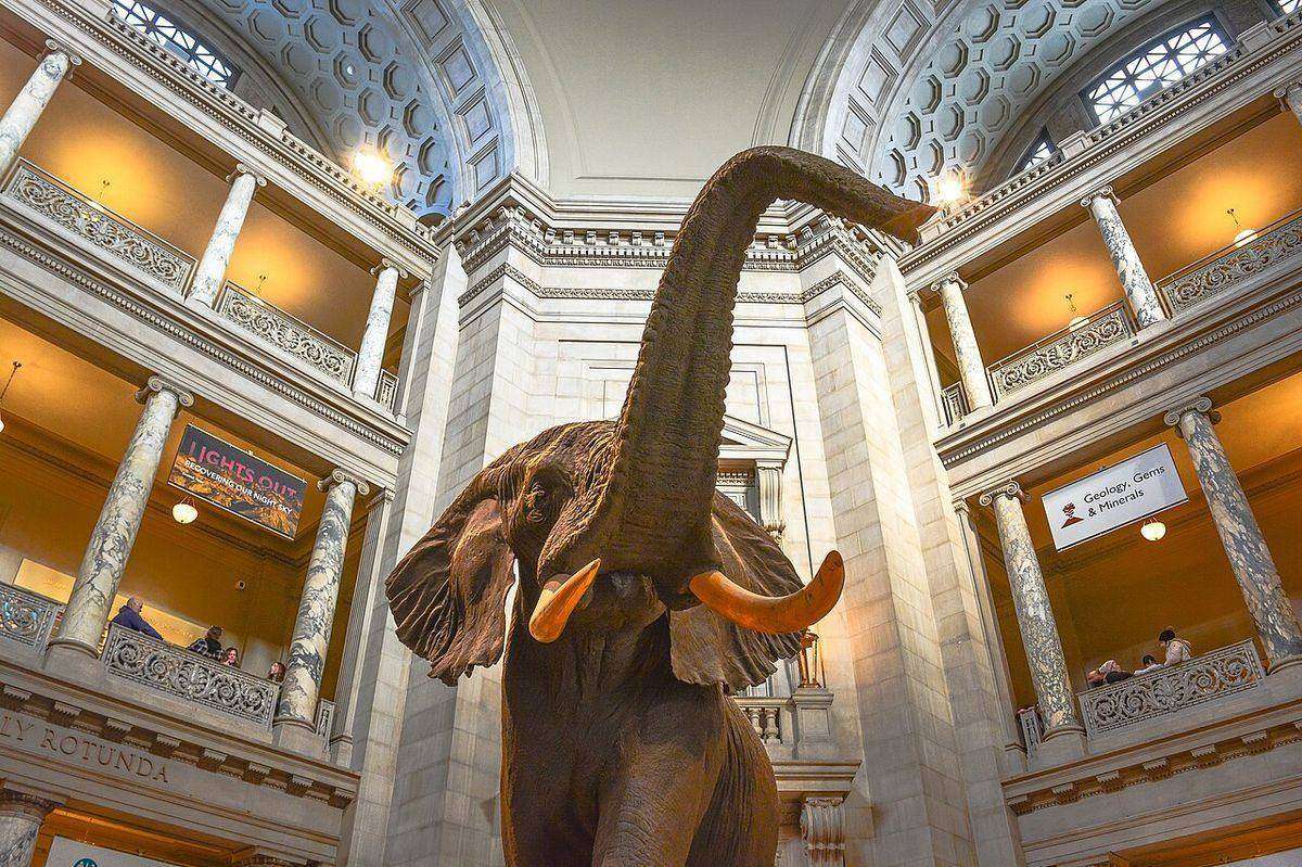 The elephant in the Smithsonian National Museum of Natural History rotunda