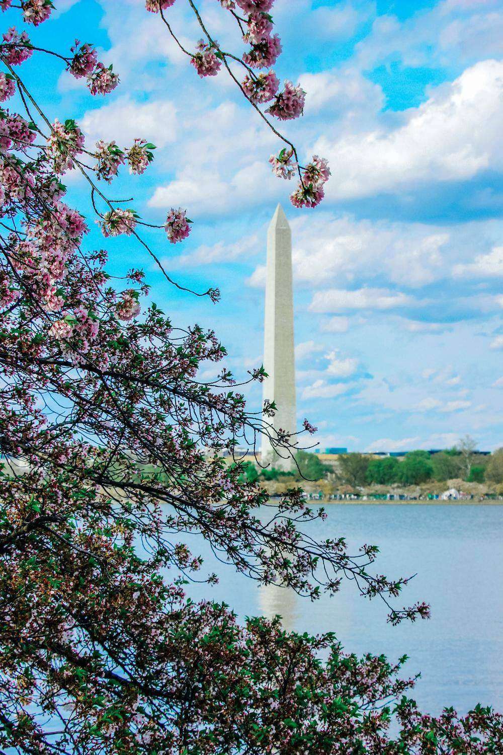The Washington Monument framed by cherry blossoms