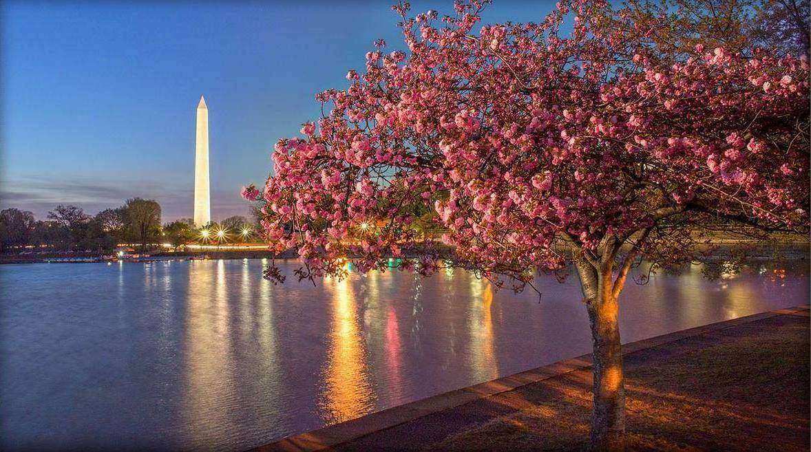 The illuminated Washington Monument at blue hour