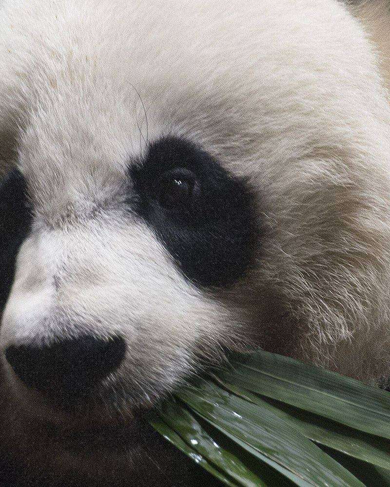 A giant panda munching bamboo at the Smithsonian's National Zoo in Washington, DC