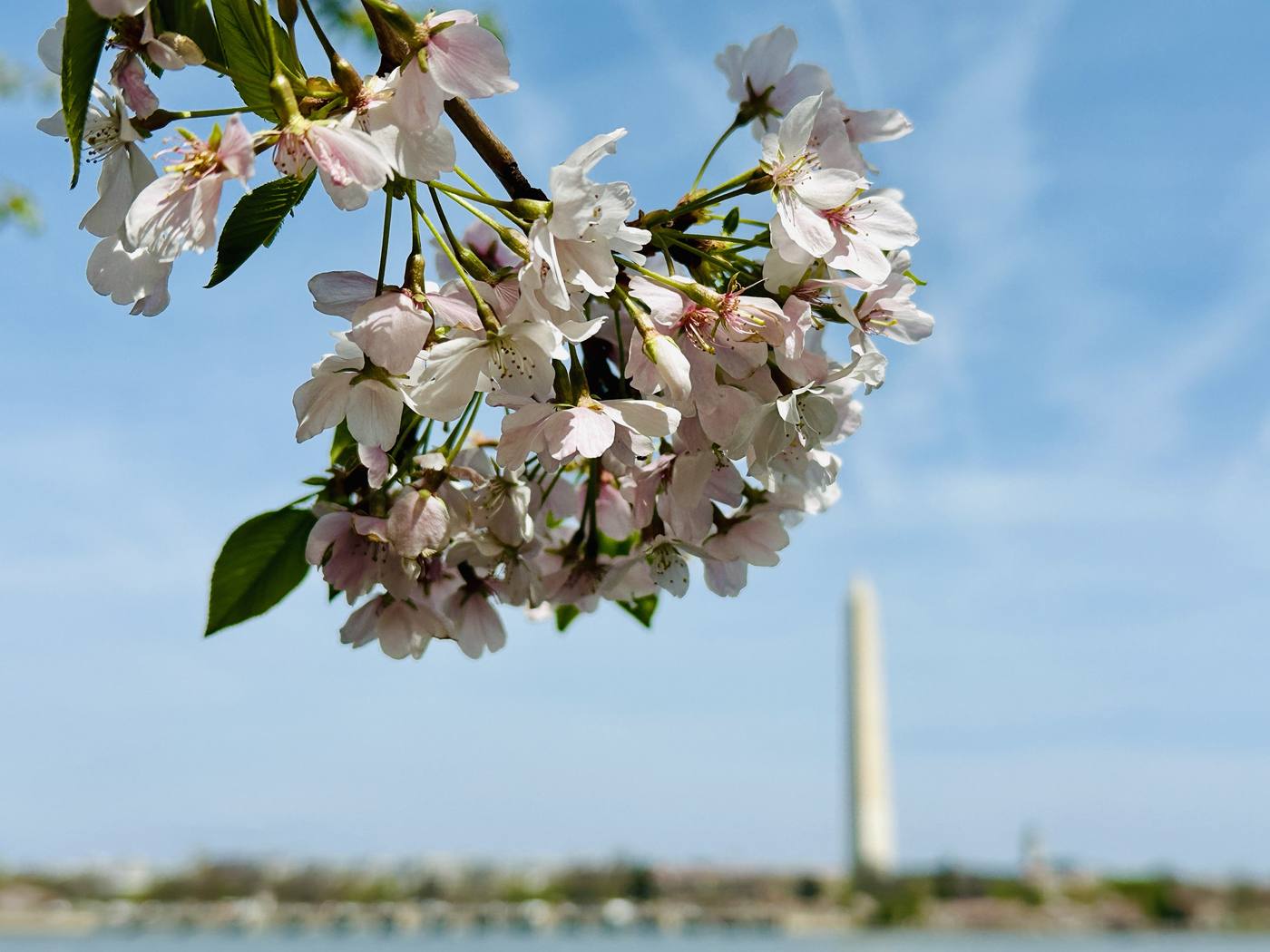 Cherry blossoms framing the Washington Monument